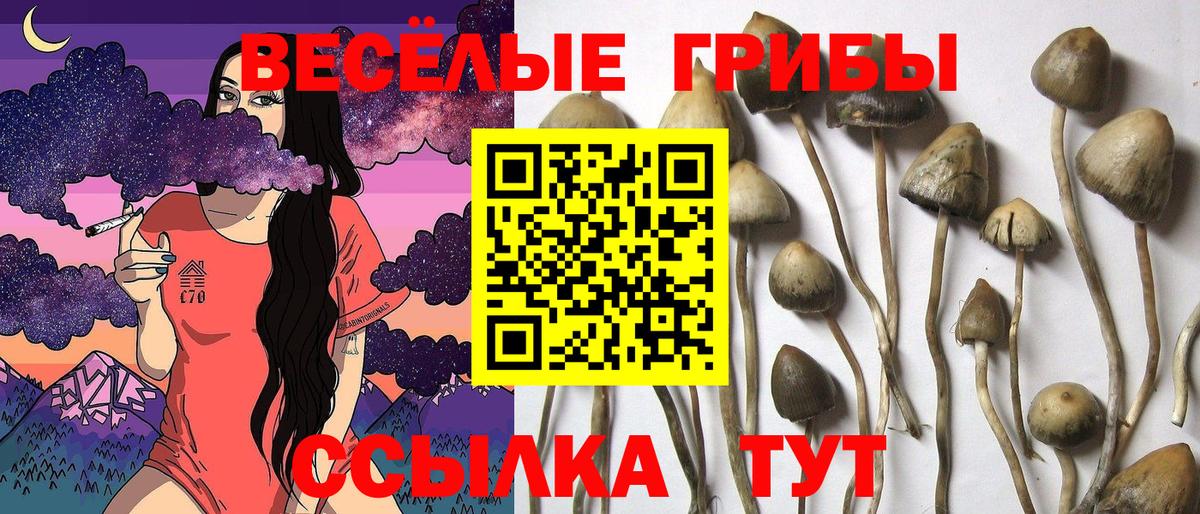 Галлюциногенные грибы прущие грибы  Вход с VPN  Лесной 